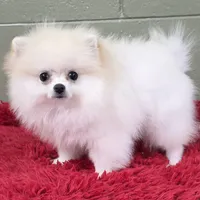 Polar, a male Pomeranian for sale in San Luis Obispo, CA – Photo 5 of 8