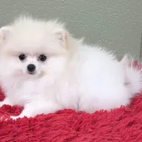 Polar, a male Pomeranian for sale in San Luis Obispo, CA – Photo 3 of 8