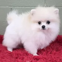 Polar, a male Pomeranian for sale in San Luis Obispo, CA – Photo 8 of 8