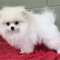 Polar, a male Pomeranian for sale in San Luis Obispo, CA – Photo 4 of 8