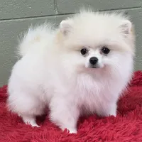 Polar, a male Pomeranian for sale in San Luis Obispo, CA – Photo 1 of 8