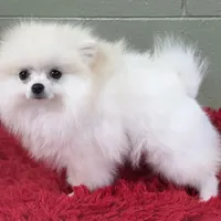 Polar, a male Pomeranian for sale in San Luis Obispo, CA – Photo 7 of 8