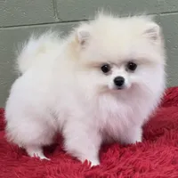 Polar, a male Pomeranian for sale in San Luis Obispo, CA – Photo 2 of 8