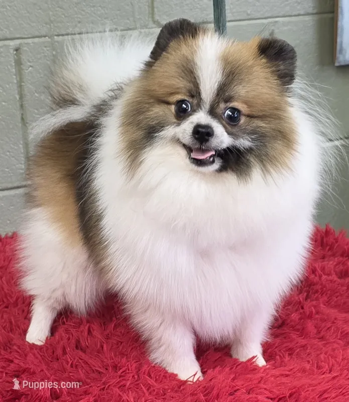 Bits – Pomeranian puppy for sale in San Luis Obispo, CA