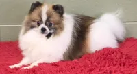 Bits, a male Pomeranian for sale in San Luis Obispo, CA – 5 of 10
