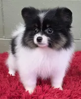 1500., a male Pomeranian for sale in San Luis Obispo, CA – Photo 2 of 9