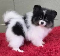 1500., a male Pomeranian for sale in San Luis Obispo, CA – Photo 7 of 9