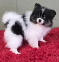 1500., a male Pomeranian for sale in San Luis Obispo, CA – Photo 3 of 9