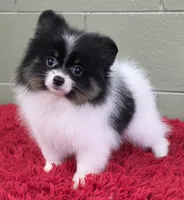 1500., a male Pomeranian for sale in San Luis Obispo, CA – Photo 1 of 9