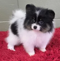 1500., a male Pomeranian for sale in San Luis Obispo, CA – Photo 5 of 9