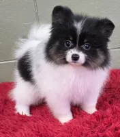 1500., a male Pomeranian for sale in San Luis Obispo, CA – Photo 9 of 9