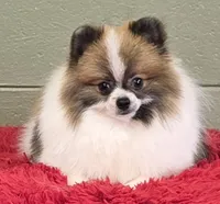 Bits, a male Pomeranian for sale in San Luis Obispo, CA – 3 of 10
