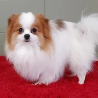 Cosmo, a male Pomeranian for sale in San Luis Obispo, CA – Photo 5 of 5