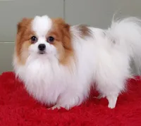 Cosmo, a male Pomeranian for sale in San Luis Obispo, CA – Photo 5 of 5