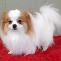 Cosmo, a male Pomeranian for sale in San Luis Obispo, CA – Photo 3 of 5