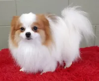 Cosmo, a male Pomeranian for sale in San Luis Obispo, CA – Photo 3 of 5