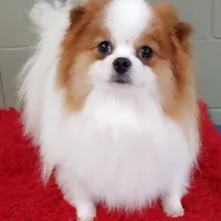 Cosmo, a male Pomeranian for sale in San Luis Obispo, CA – Photo 4 of 5