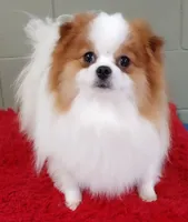 Cosmo, a male Pomeranian for sale in San Luis Obispo, CA – Photo 4 of 5