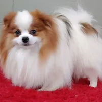 Cosmo, a male Pomeranian for sale in San Luis Obispo, CA – Photo 1 of 5