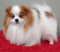 Cosmo, a male Pomeranian for sale in San Luis Obispo, CA – Photo 1 of 5