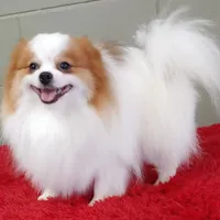 Cosmo, a male Pomeranian for sale in San Luis Obispo, CA – Photo 2 of 5