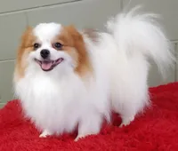 Cosmo, a male Pomeranian for sale in San Luis Obispo, CA – Photo 2 of 5