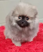 Holly, a female Pomeranian for sale in San Luis Obispo, CA – Photo 2 of 6