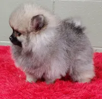 Holly, a female Pomeranian for sale in San Luis Obispo, CA – Photo 5 of 6