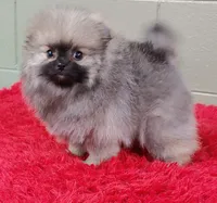 Holly, a female Pomeranian for sale in San Luis Obispo, CA – Photo 6 of 6