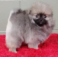 Holly, a female Pomeranian for sale in San Luis Obispo, CA – Photo 1 of 6