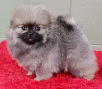 Holly, a female Pomeranian for sale in San Luis Obispo, CA – Photo 3 of 6