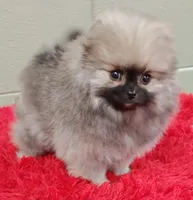 Holly, a female Pomeranian for sale in San Luis Obispo, CA – Photo 4 of 6