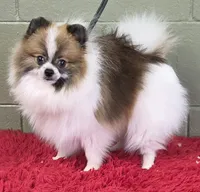 Bits, a male Pomeranian for sale in San Luis Obispo, CA – 4 of 10