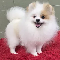 Eddy, a male Pomeranian for sale in San Luis Obispo, CA – Photo 7 of 8