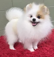 Eddy, a male Pomeranian for sale in San Luis Obispo, CA – Photo 7 of 8