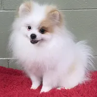 Eddy, a male Pomeranian for sale in San Luis Obispo, CA – Photo 3 of 8