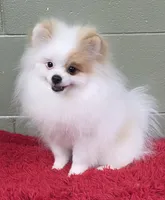 Eddy, a male Pomeranian for sale in San Luis Obispo, CA – Photo 3 of 8