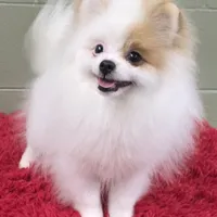 Eddy, a male Pomeranian for sale in San Luis Obispo, CA – Photo 6 of 8