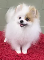 Eddy, a male Pomeranian for sale in San Luis Obispo, CA – Photo 6 of 8