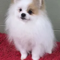 Eddy, a male Pomeranian for sale in San Luis Obispo, CA – Photo 2 of 8