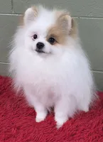 Eddy, a male Pomeranian for sale in San Luis Obispo, CA – Photo 2 of 8