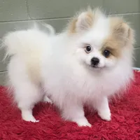 Eddy, a male Pomeranian for sale in San Luis Obispo, CA – Photo 4 of 8