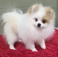 Eddy, a male Pomeranian for sale in San Luis Obispo, CA – Photo 4 of 8