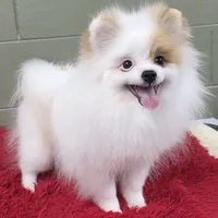 Eddy, a male Pomeranian for sale in San Luis Obispo, CA – Photo 8 of 8