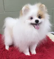 Eddy, a male Pomeranian for sale in San Luis Obispo, CA – Photo 8 of 8