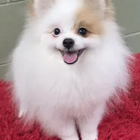 Eddy, a male Pomeranian for sale in San Luis Obispo, CA – Photo 5 of 8