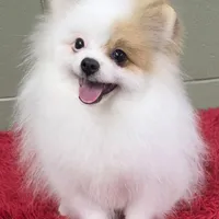 Eddy, a male Pomeranian for sale in San Luis Obispo, CA – Photo 1 of 8