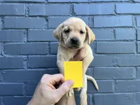 Blossom, a female Labrador Retriever for sale in Maryville, TN – 5 of 6