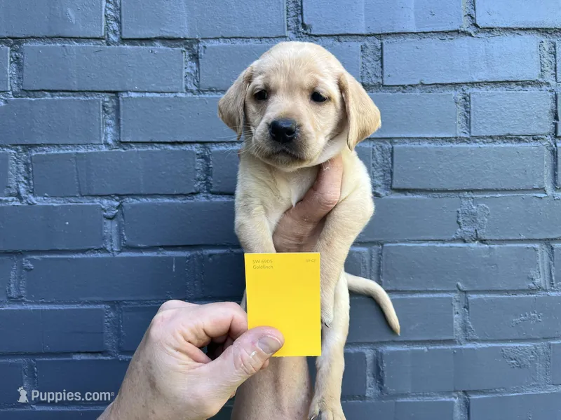 Blossom – Labrador Retriever puppy for sale in Maryville, TN