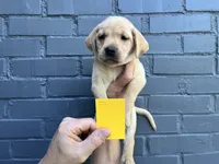 Blossom, a female Labrador Retriever for sale in Maryville, TN – 2 of 6